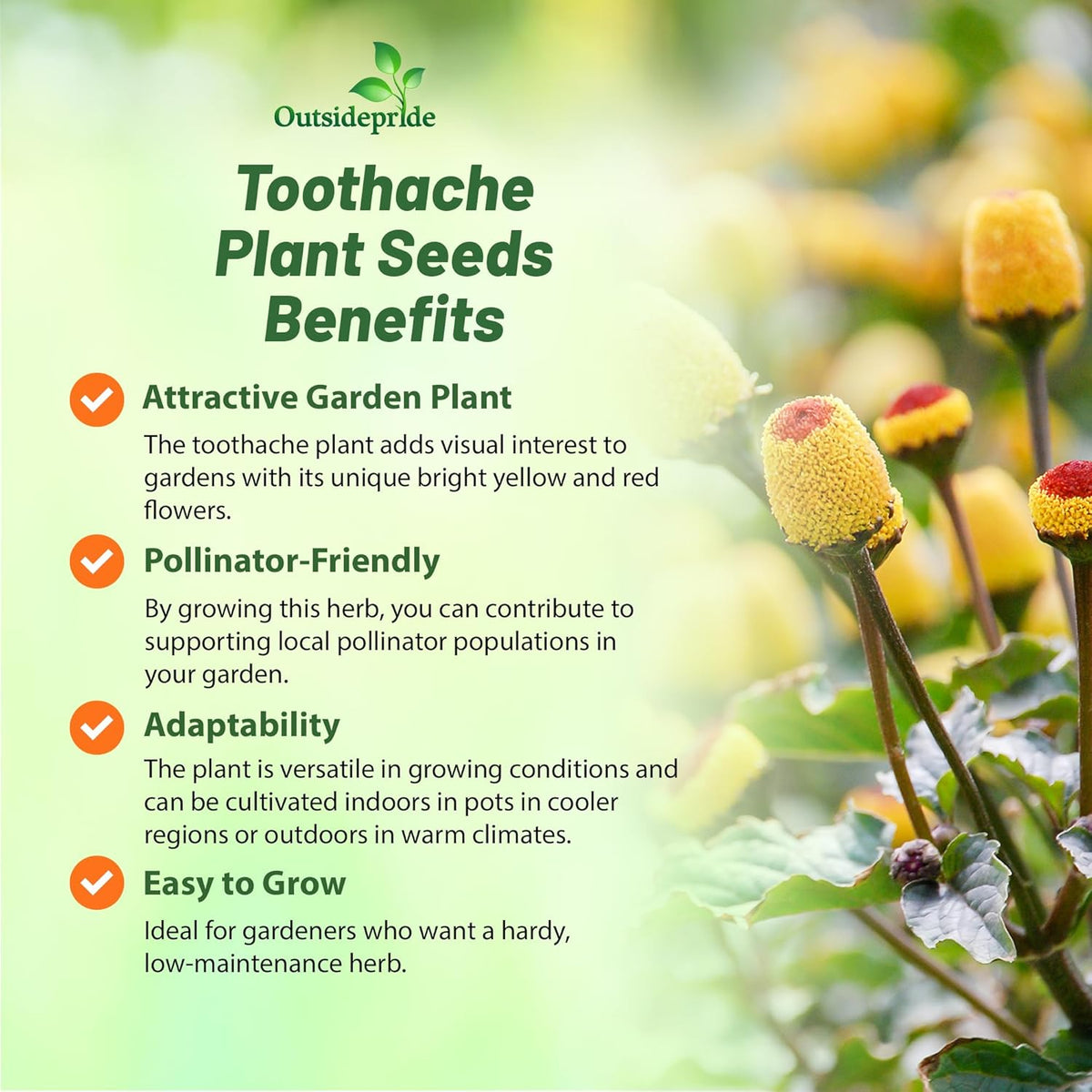 Outsidepride Toothache Plant Seeds - 5000 Pcs. Perennial, Easy to Grow & Pollinator Friendly, Herb
