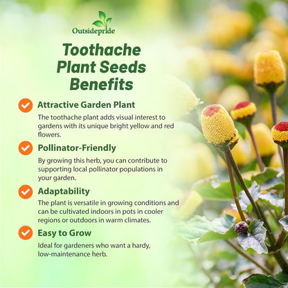 Outsidepride Toothache Plant Seeds - 5000 Pcs. Perennial, Easy to Grow & Pollinator Friendly, Herb