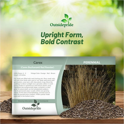 Outsidepride Carex Red Rooster Ornamental Grass Seed – 400 Pcs. Perennial, Low-Maintenance