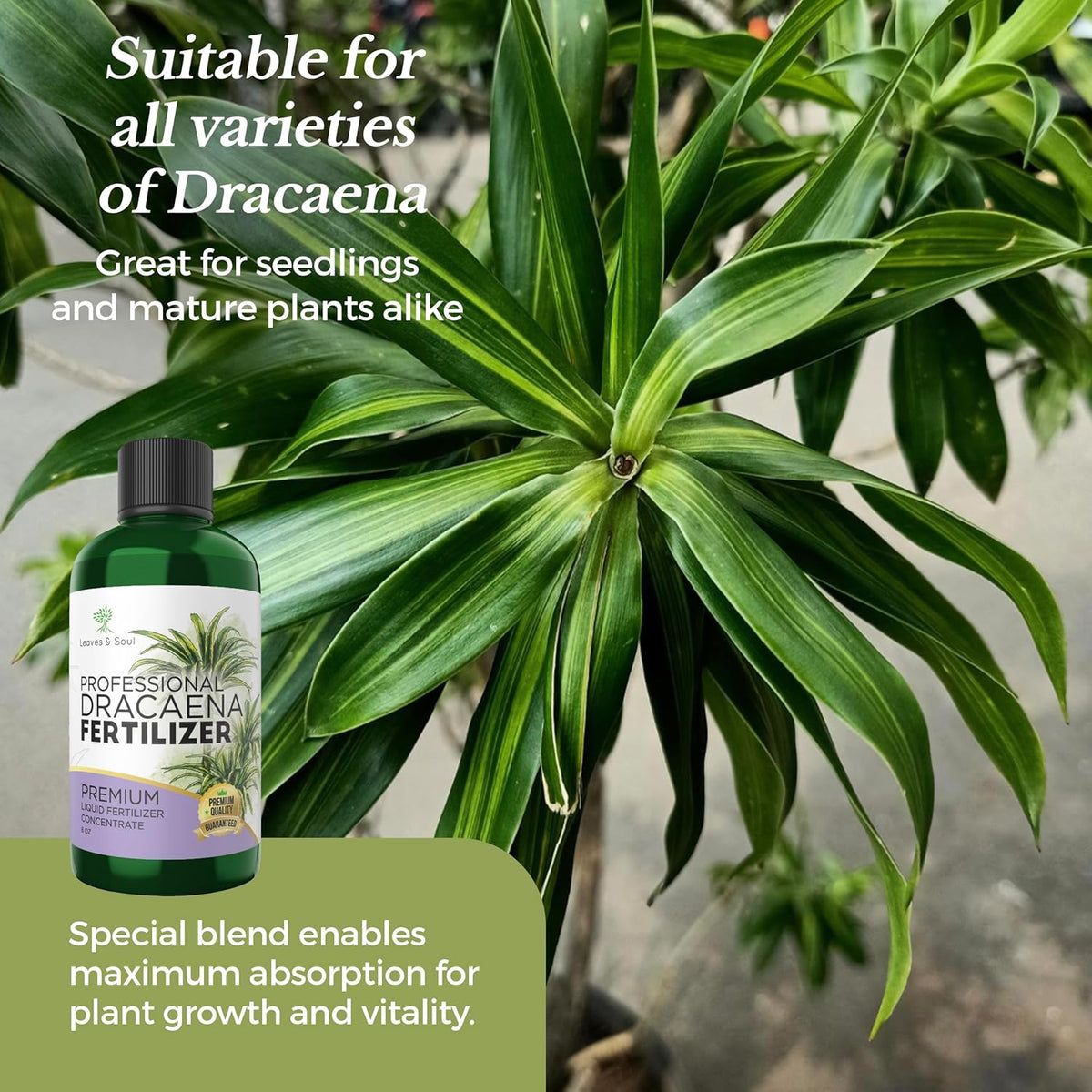 Professional Liquid Dracaena Plant Fertilizer | 3-1-2 Concentrate for Indoor Plants | Multi-Purpose