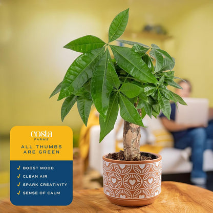Costa Farms Money Tree, Small Easy to Grow Live Indoor Plant, Live Houseplant in Indoor Plant Pot