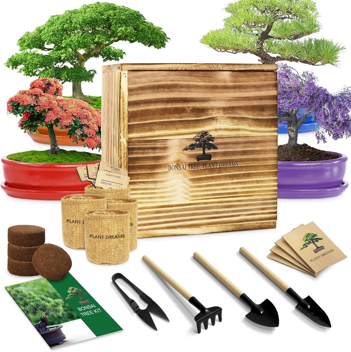 Bonsai Tree Starter Kit for Beginners - Indoor Live Plant Gardening Adult Craft Kits - Unique