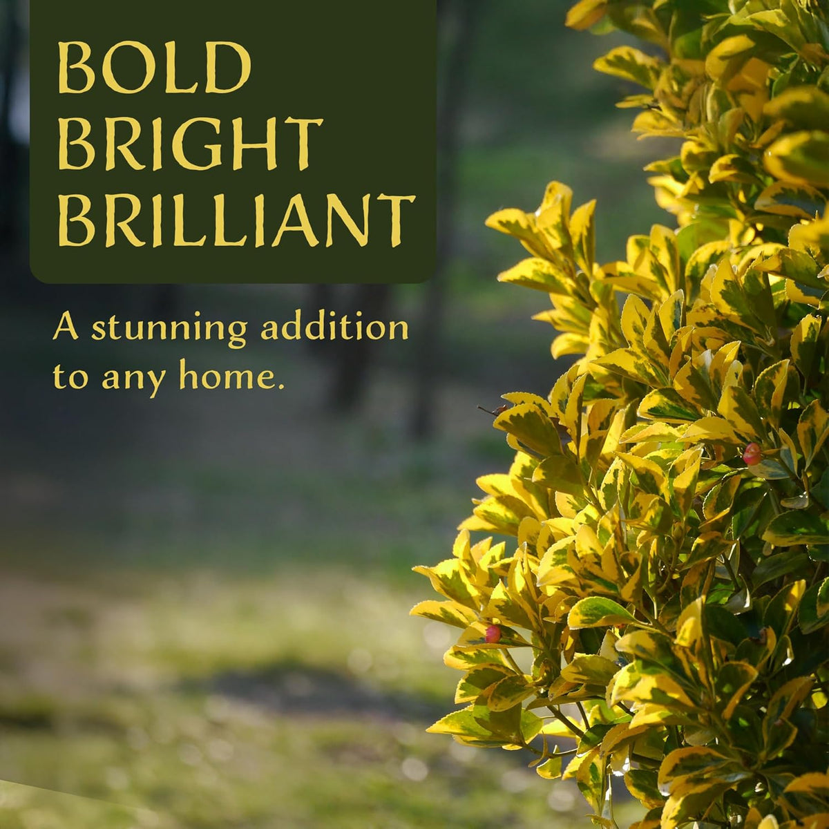 3 Golden Euonymus Shrubs | Live Plants in 2.5-inch Nursery Cubes | Japonica ‘Aureo-Marginatus’