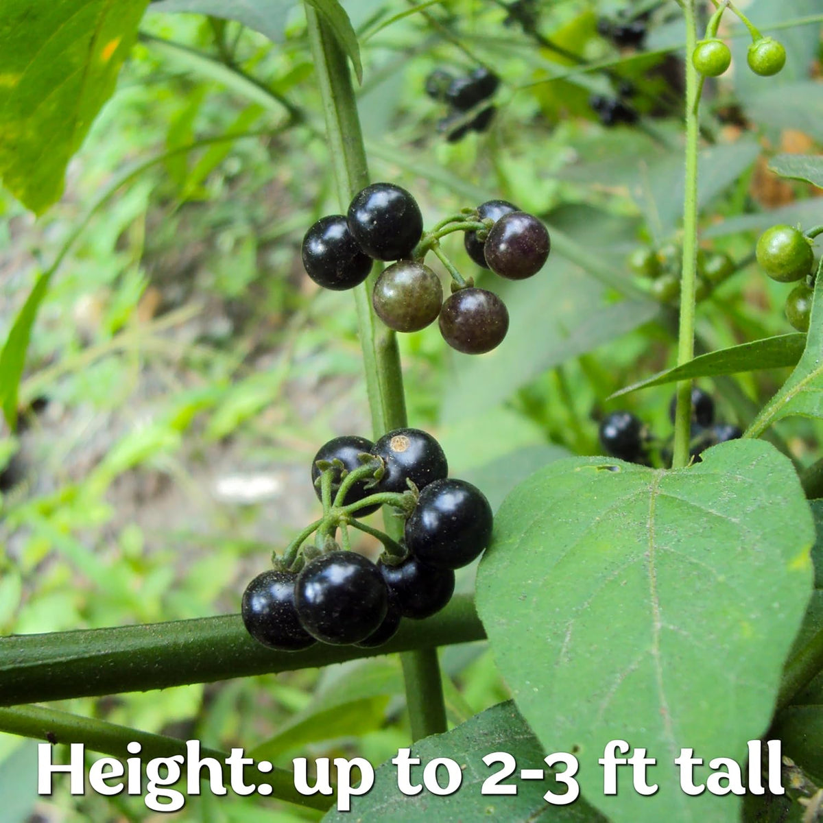KVITER 50 Black Nightshade Hierba Mora Seeds (Solanum Nigrum) - Nightshade Seed, Heirloom Seed Non