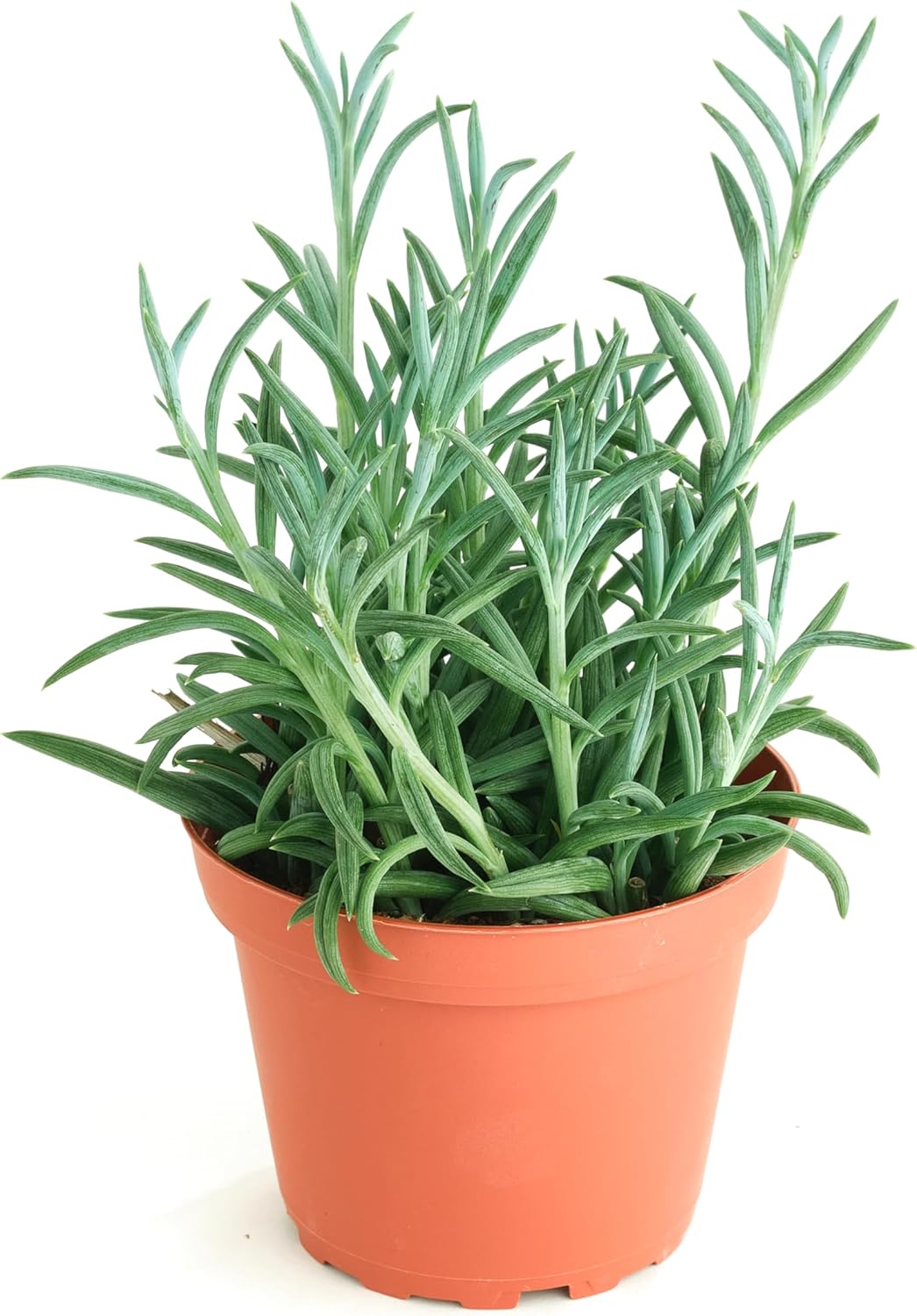 Shop Succulents String of Fishhooks Hanging Succulent, Senecio Radicans Glauca, Fully Rooted Live