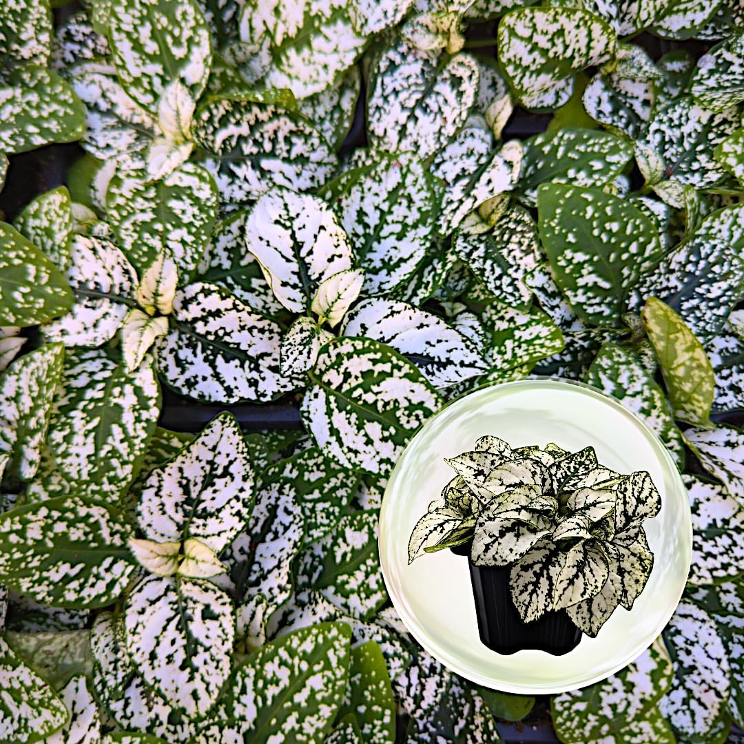 Polka Dot Plant (4-Pack) - Live Houseplants, Small Indoor Plants, Hypoestes White- Colorful