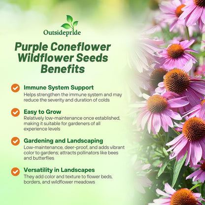 Outsidepride Purple Echinacea Coneflower Seeds - 5 lbs Perennial, Deer-Proof & Drought Tolerant