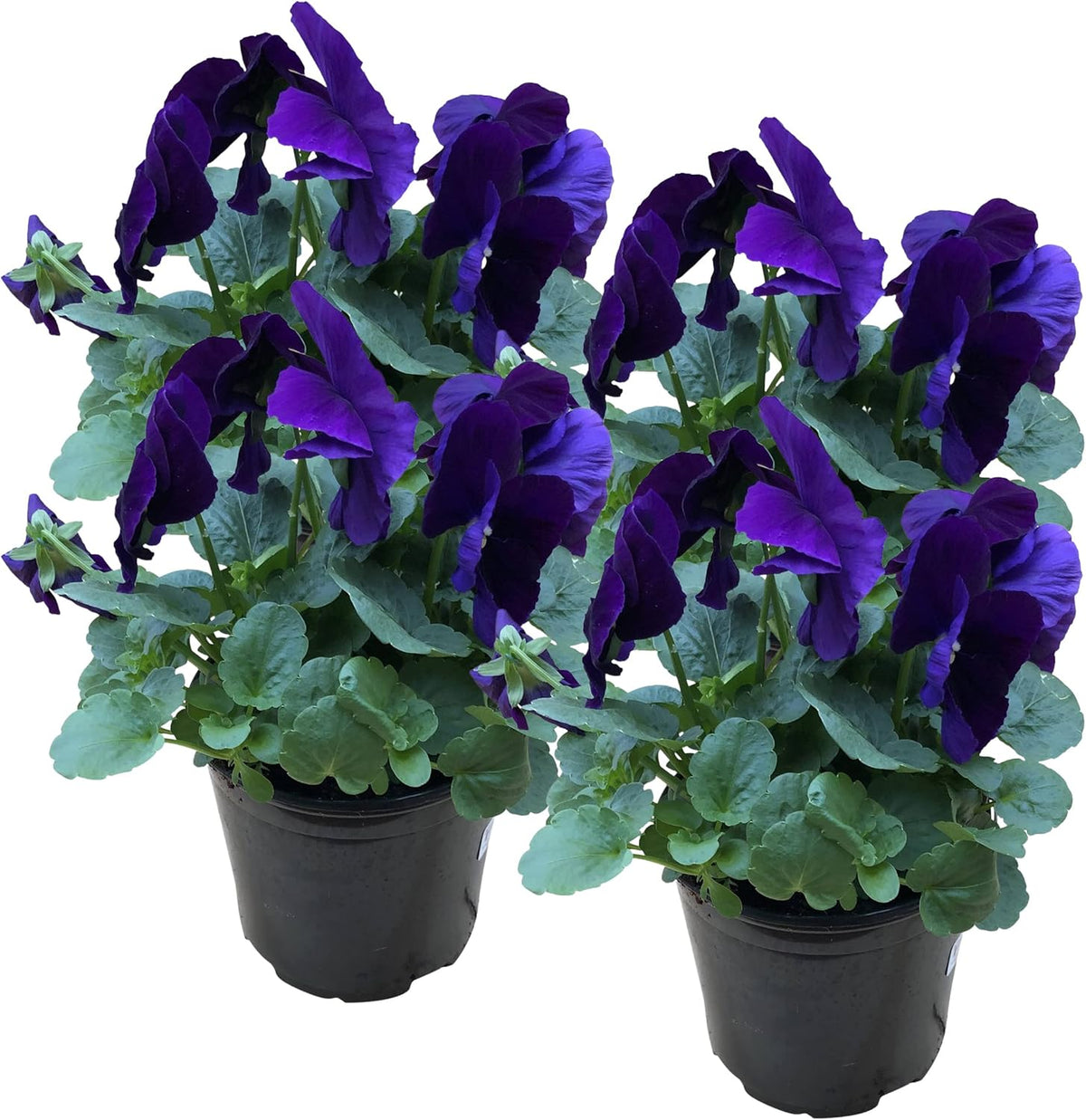 Live Healthy Flowering Pansies - Purple (4 Plants Per Pack), Beautiful Fall Color, 6" Tall by 4"