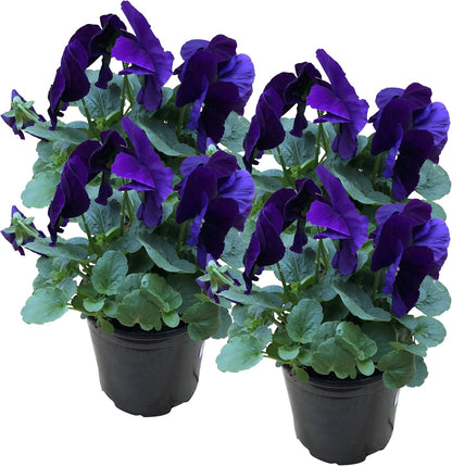 Live Healthy Flowering Pansies - Purple (4 Plants Per Pack), Beautiful Fall Color, 6" Tall by 4"
