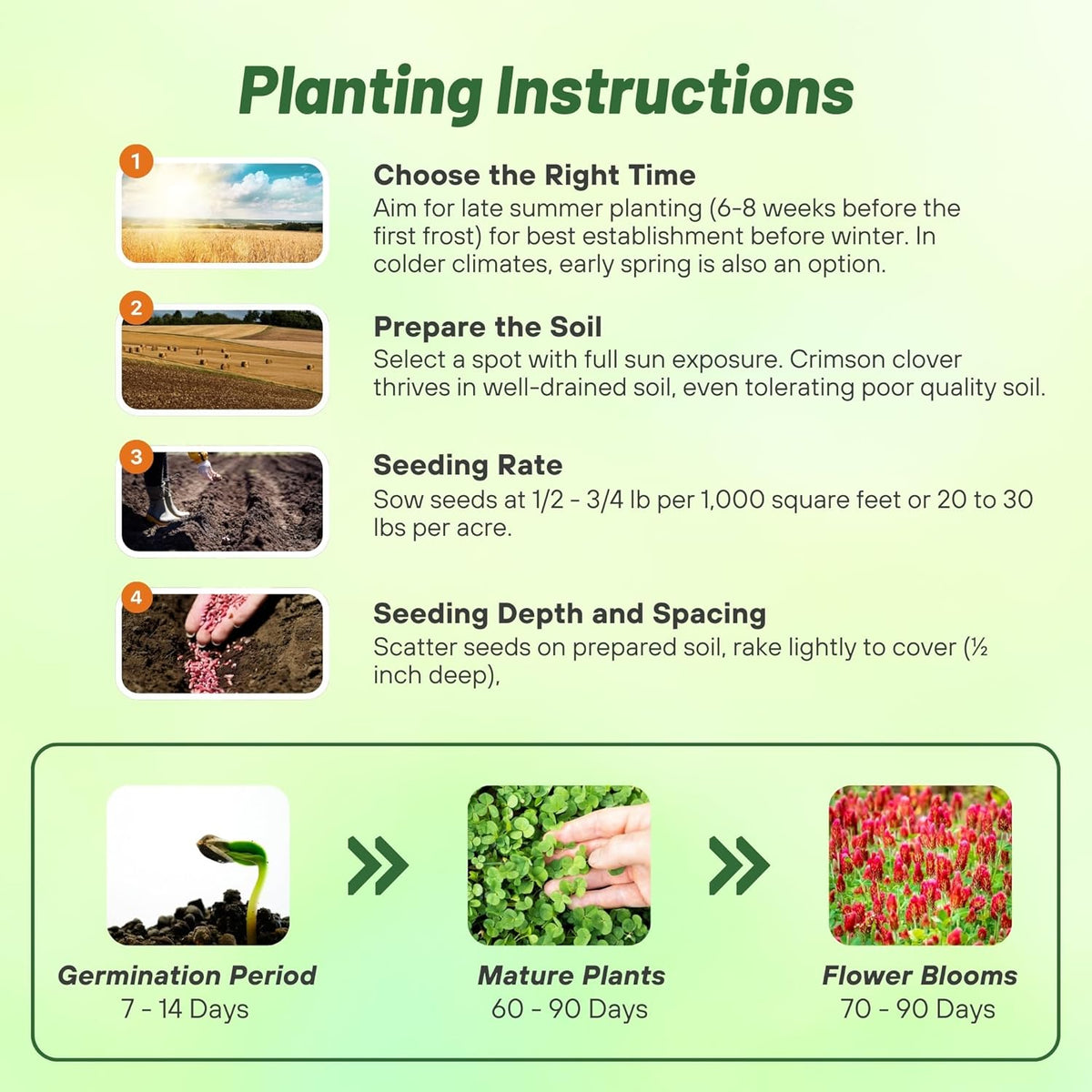 Outsidepride Crimson Clover Seeds - 1/4 lbs. Annual, Nitrocoated, & Inoculated Ground Cover Seeds