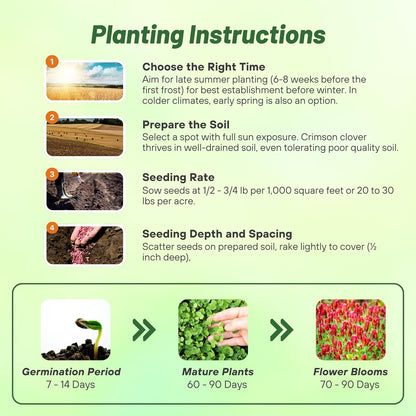 Outsidepride Crimson Clover Seeds - 2 lbs. Annual, Nitrocoated, & Inoculated Ground Cover Seeds