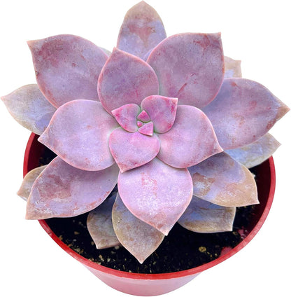 The Succulent Cult Live Succulent 4" Graptopetalum Superbum, Succulents Plants Live, Succulent