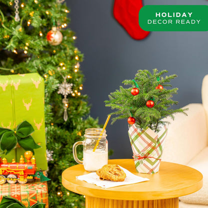 Costa Farms Live Christmas Tree, Small Norfolk Island Pine Tree in Nursery Plant Pot, Potting Soil