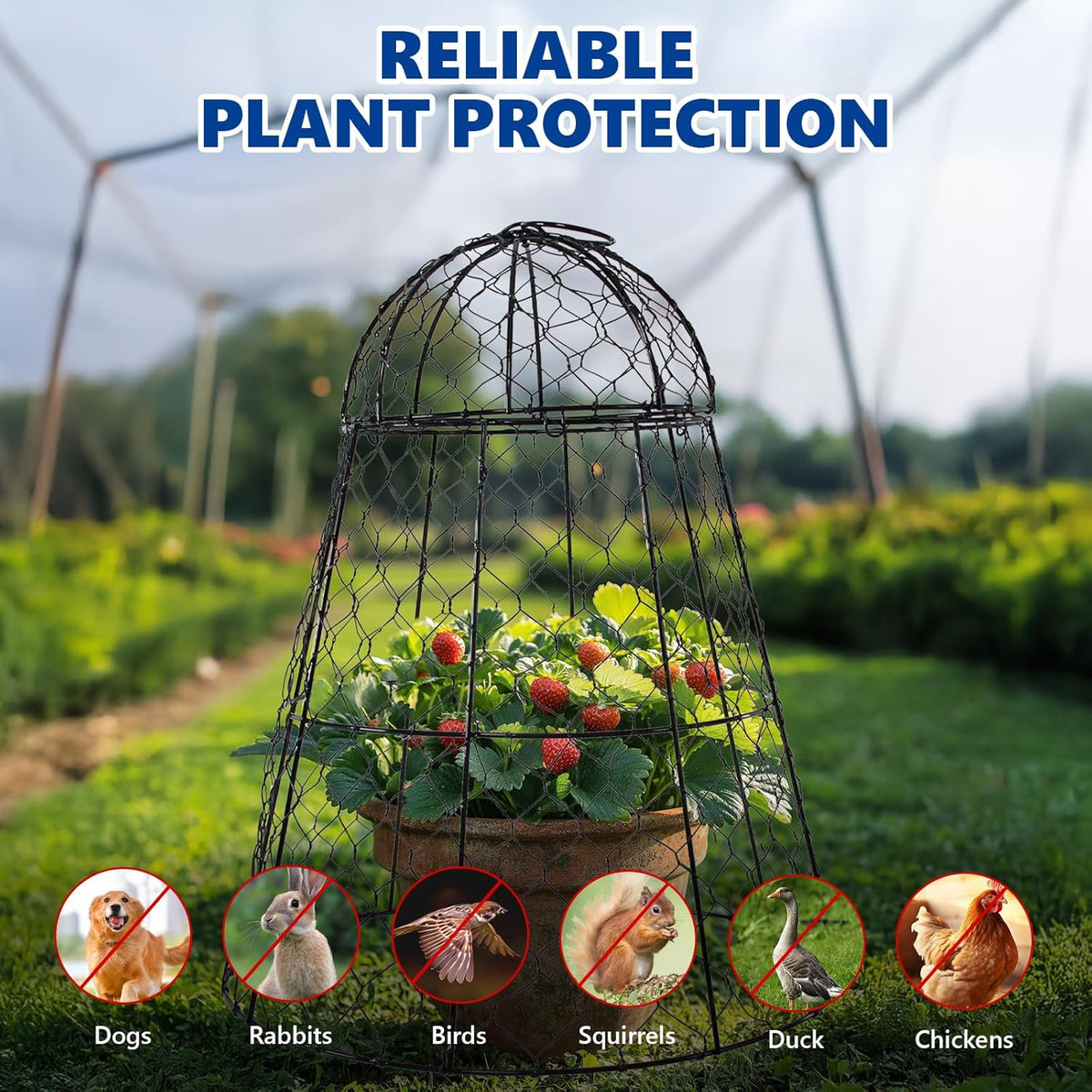 Garden Cloches for Plants - Set of 6 Chicken Wire Plant Cages and Plant Protectors from Animals