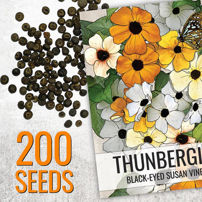 Seed Needs, Black-Eyed Susan Vine Seeds - 100 Heirloom Seeds for Planting Thunbergia alata - Annual