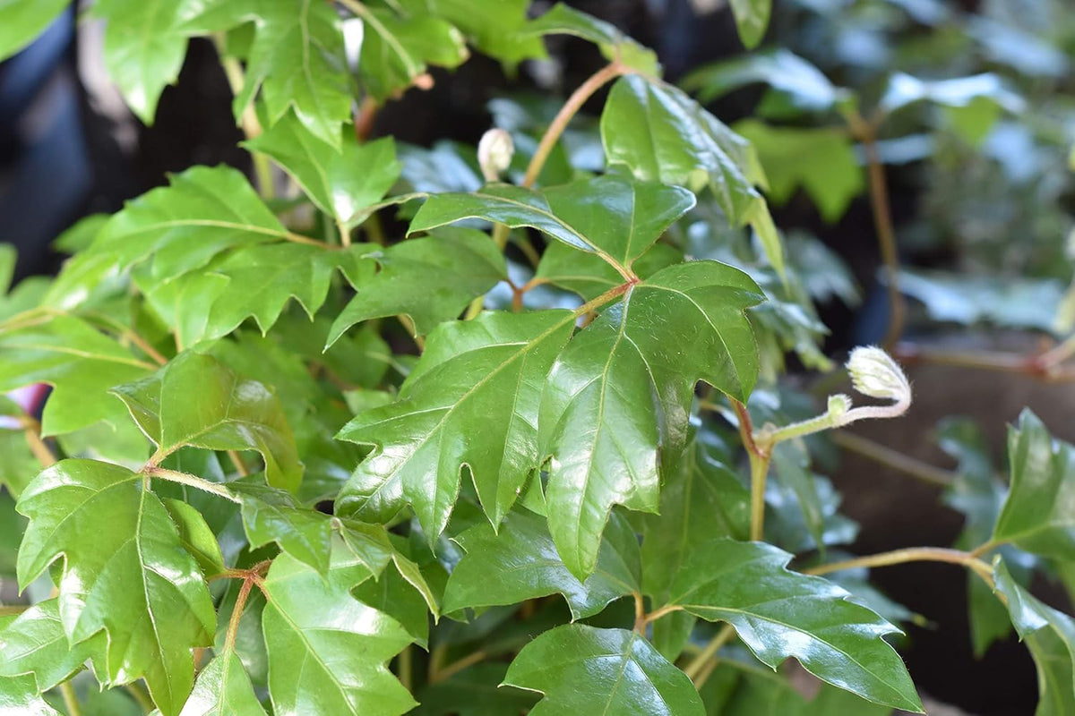 Grape Ivy - 5 Live Plants in 4 Inch Pots -Cissus Rhombifolia - Beautiful Easy Care Indoor