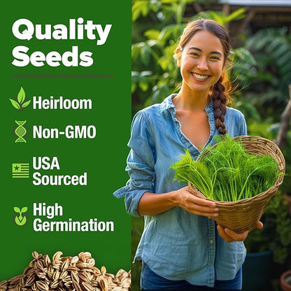 HOME GROWN 𝗨𝗦𝗔 𝗣𝗥𝗘𝗠𝗜𝗨𝗠 Dill Seeds for Planting 1,014 Bouquet Dill Seeds 𝗡𝗢𝗡-𝗚𝗠𝗢 and