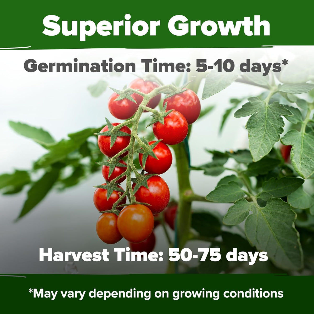 HOME GROWN Large Red Cherry Tomato Seeds 2 Pack (Solanum lycopersicum) - Approx.1000 Non-GMO