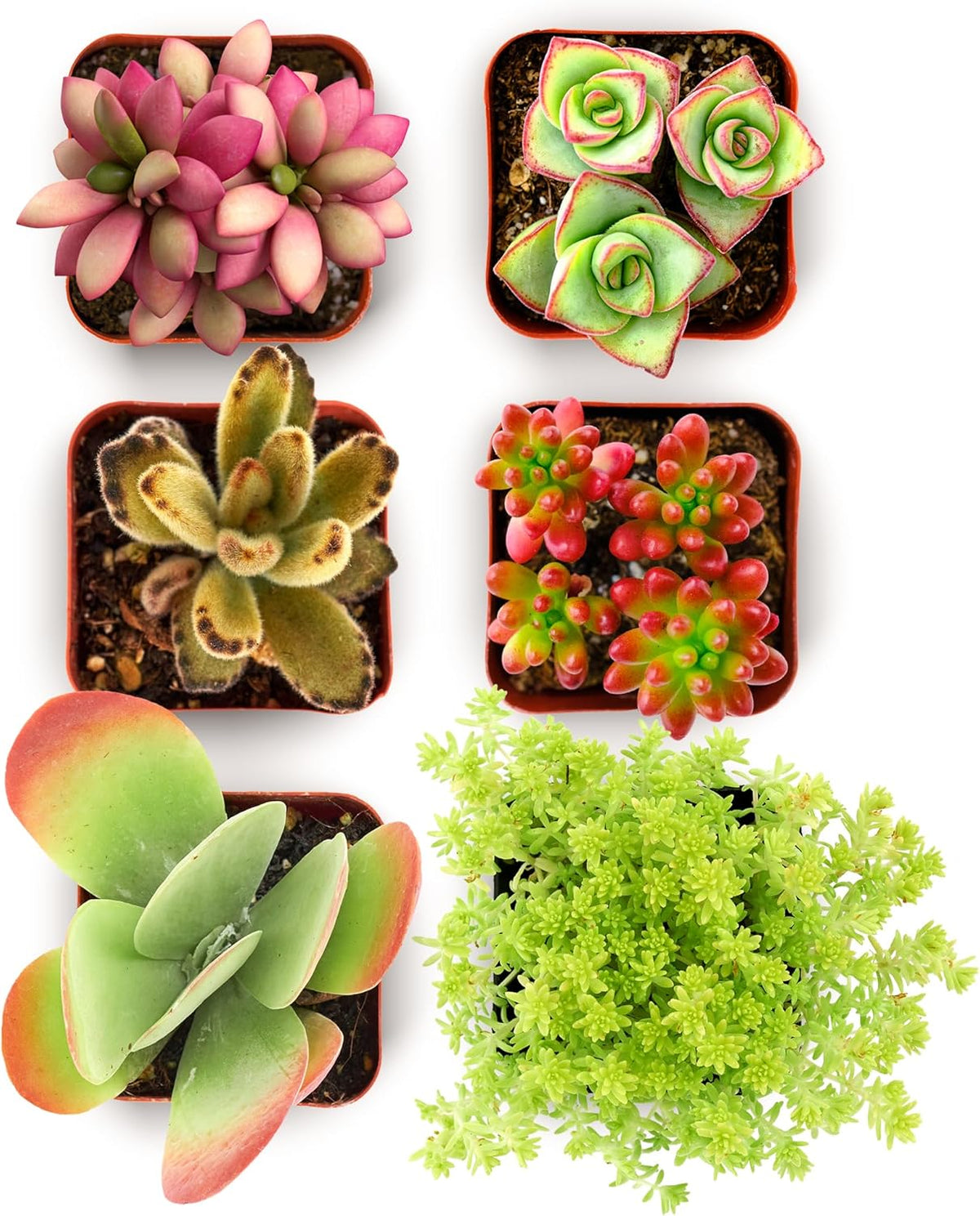 Shop Succulents Endless Summer Succulent Pack Collection - Live Mini Succulent Plants, Low