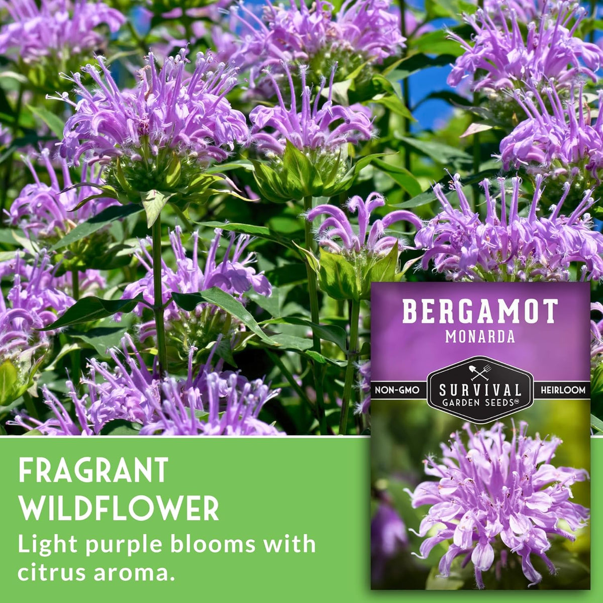 Survival Garden Seeds - Bergamot Herb (Bee Balm) Seed for Planting - 3 Packets with Instructions to