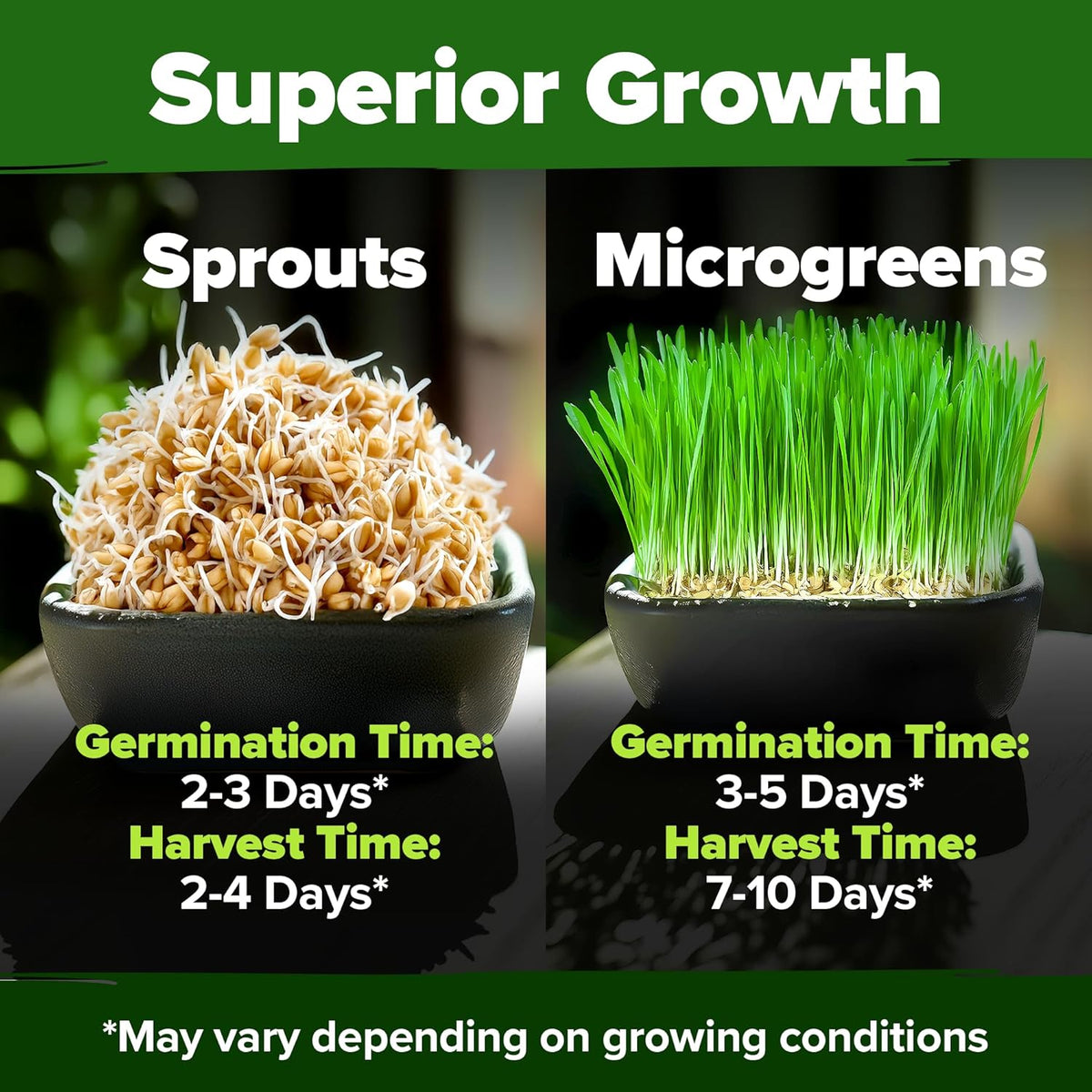 HOME GROWN 12,000+ Wheatgrass Seeds Bulk Pack(1.5 lb) 𝗡𝗢𝗡-𝗚𝗠𝗢 𝗨𝗦𝗔 Hard Red Winter