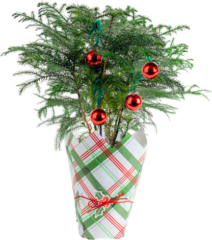 Costa Farms Live Christmas Tree, Small Norfolk Island Pine Tree in Nursery Plant Pot, Potting Soil
