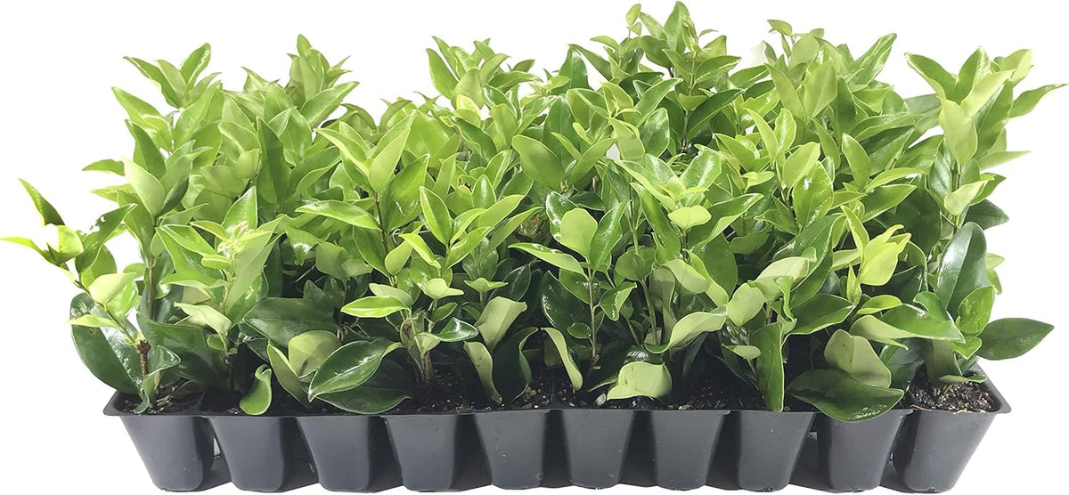 Ligustrum Waxleaf Privet - 10 Live Plants 2" Pot Size - Evergreen Privacy Hedge