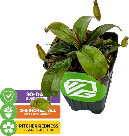 Lady Luck Carnivorous Pitcher Plant - Wellspring Gardens Starter Plant - Nepenthes Ampullaria x