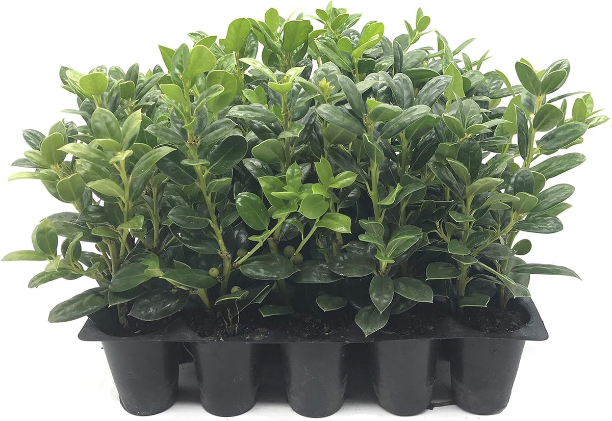 Burfordi Holly | 3 Live Plants | Ilex Cornuta | Fast Growing Evergreen Shrubs, Privacy Hedge