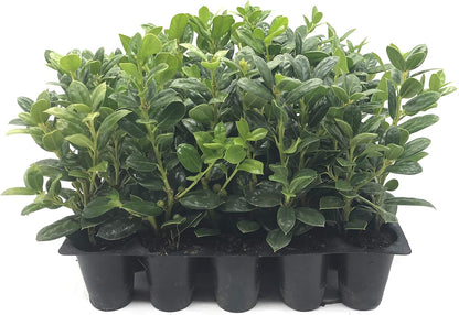 Burfordi Holly | 40 Live Plants | Ilex Cornuta | Fast Growing Evergreen Shrubs, Privacy Hedge