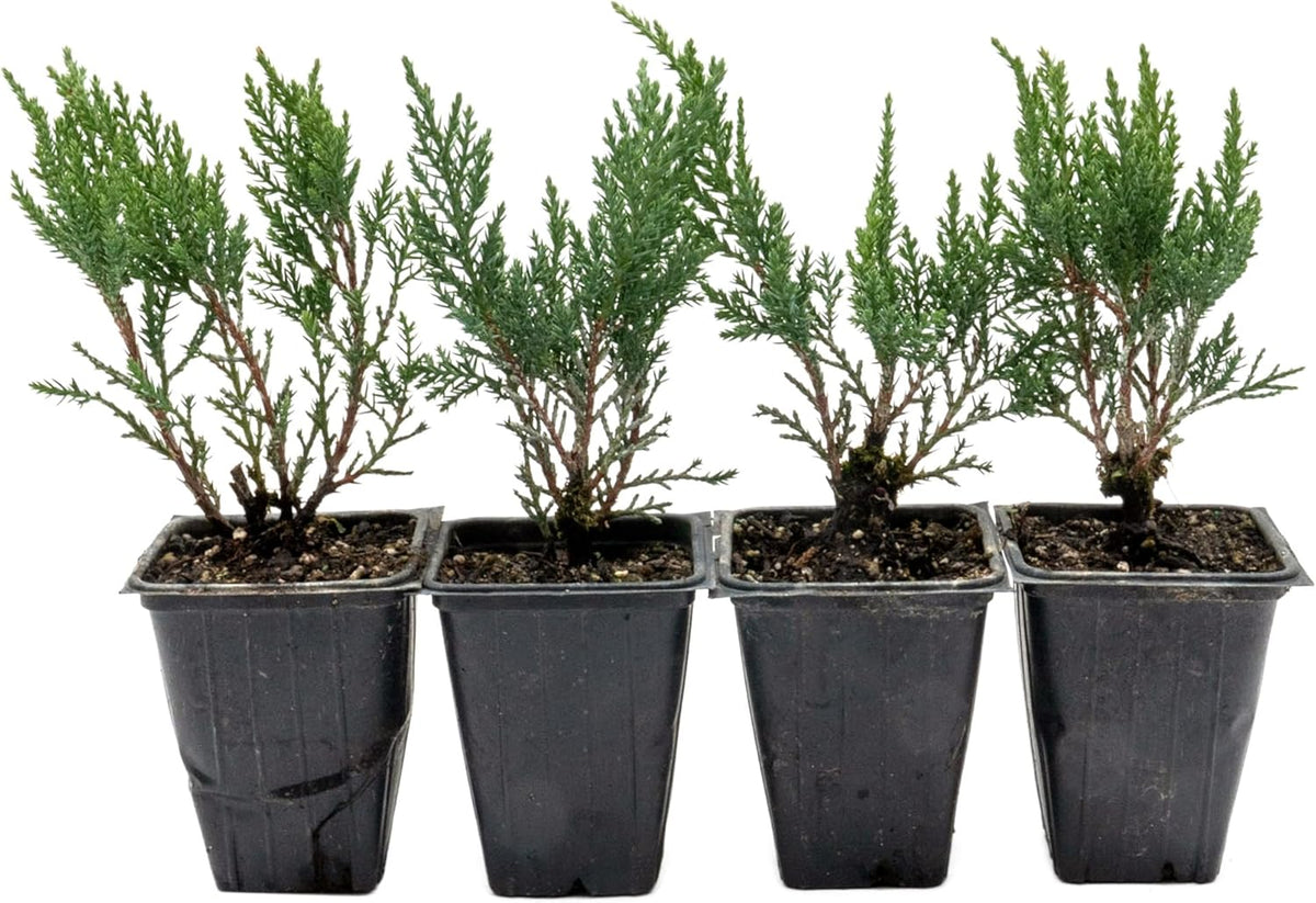 4 Tamarix Juniper in 3.5" Nursery Cubes | Juniperus Sabina ‘Tamariscifolia’ | Dense