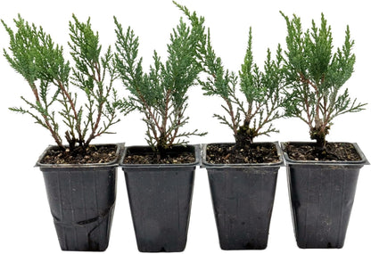 4 Tamarix Juniper in 3.5" Nursery Cubes | Juniperus Sabina ‘Tamariscifolia’ | Dense