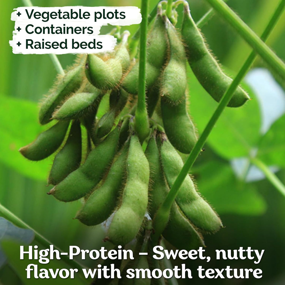 KVITER 40 Soy Bean Midori Giant Edamame Seeds (Glycine max) - Green Soybean, Soy Beans Organic Non