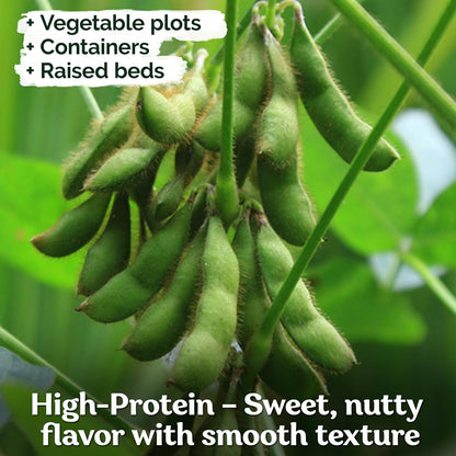 KVITER 40 Soy Bean Midori Giant Edamame Seeds (Glycine max) - Green Soybean, Soy Beans Organic Non
