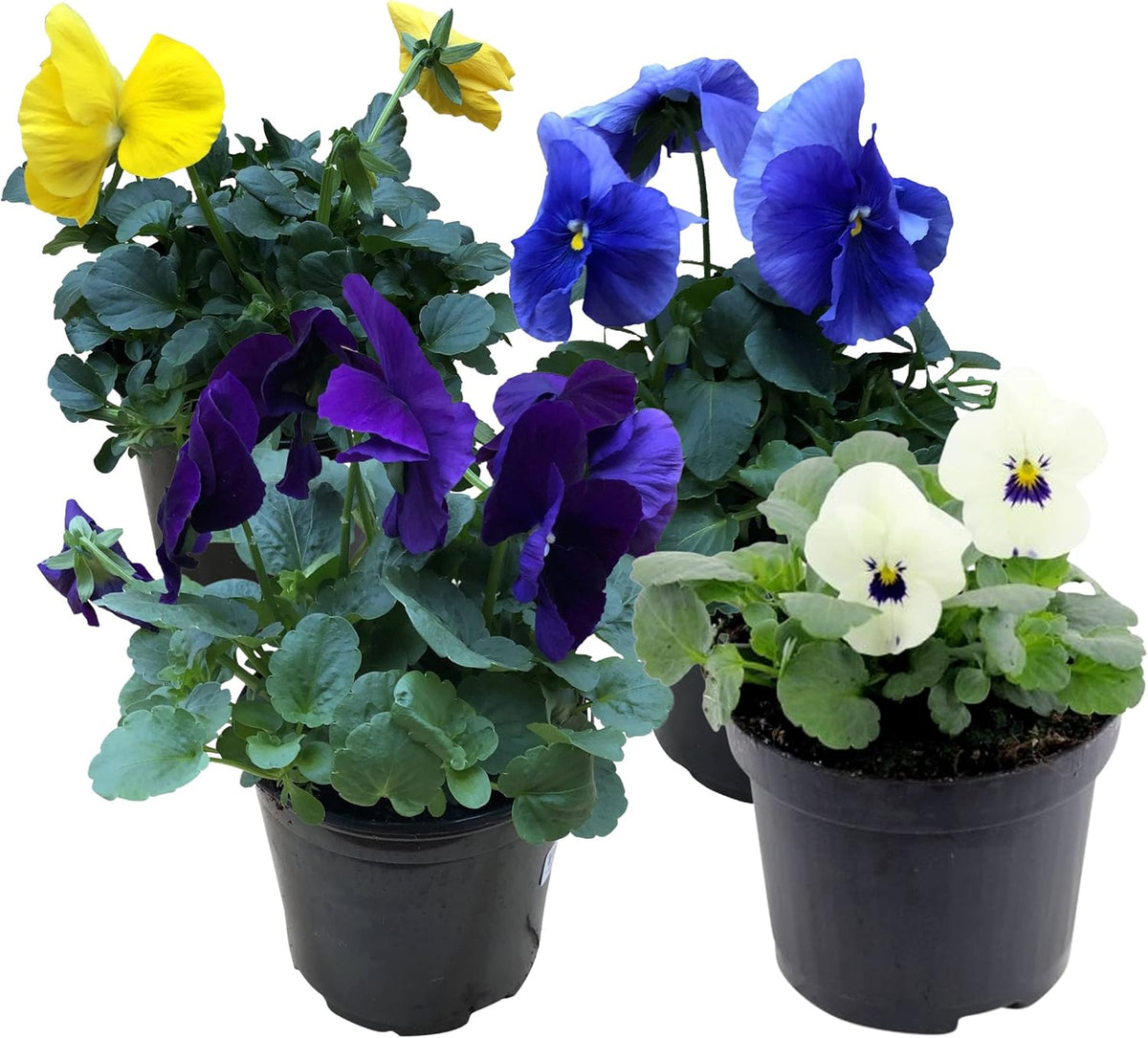 Live Healthy Flowering Pansies - Assorted Colors (4 Plants Per Pack), Beautiful Fall Color, 6" Tall
