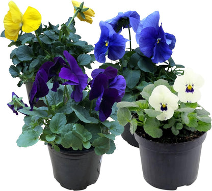 Live Healthy Flowering Pansies - Assorted Colors (4 Plants Per Pack), Beautiful Fall Color, 6" Tall