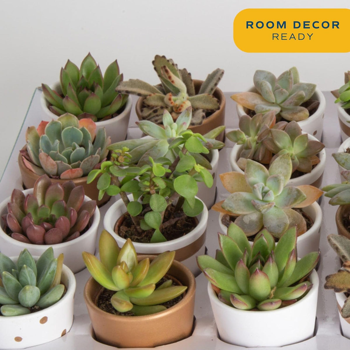 Costa Farms Mini Succulent Live Plants in Decorative Pots, Easy to Maintain Indoor Succulents