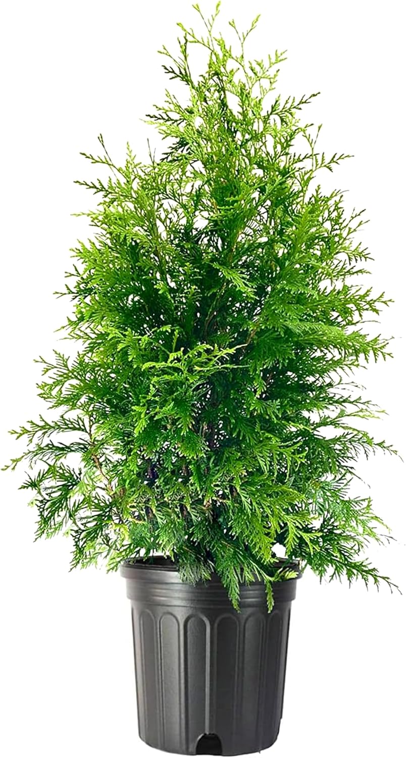 Thuja Green Giant | 2 Extra Large 3 Gallon Trees | Thuja standishii x plicata | Fast Growing