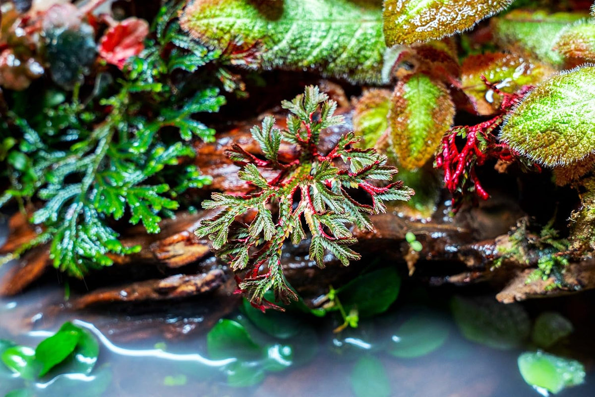 SubstrateSource Live Terrarium Plants - Spikey Moss for Terrariums, Paludariums - Easy, Beginner