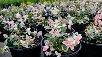 American Plant Exchange Snow & Summer Jasmine – 6-Inch with Pot – Live Fragrant Flowering Climbing