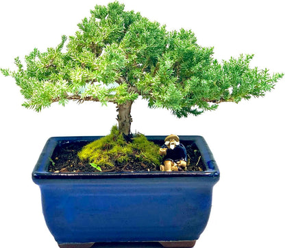 Live Dwarf Juniper Bonsai Tree 7 Year Old | Juniper or Jade Bonsai Tree | Indoor/Outdoor | 100%