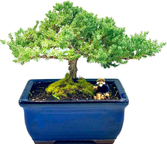 Live Dwarf Juniper Bonsai Tree 7 Year Old | Juniper or Jade Bonsai Tree | Indoor/Outdoor | 100%
