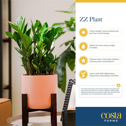 Costa Farms ZZ Chameleon Plant, Easy to Grow Live Indoor Houseplant in Garden Plant Pot, Home and