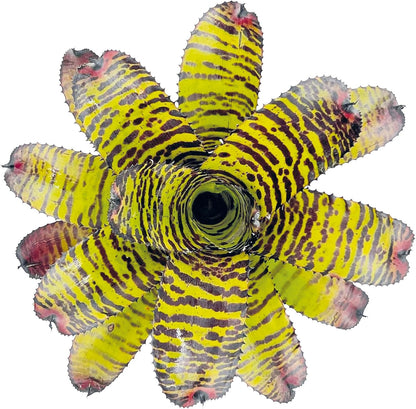 ragnaroc Live Plants – Bromeliad Neoregelia Dragon, 8-12" in 6" Pot - 1ct - Live Arrival Guaranteed