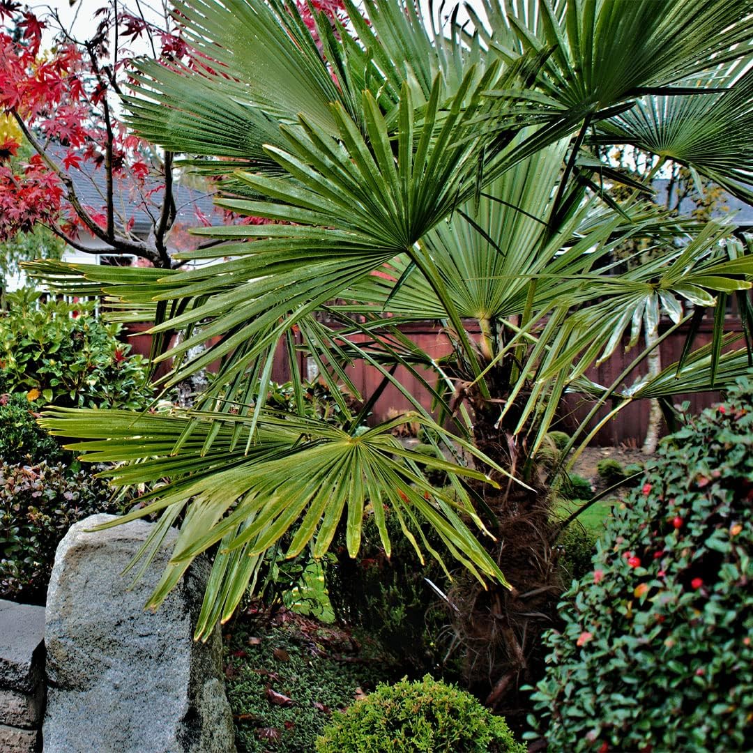 American Plant Exchange Windmill Palm – 4-Inch 3-Pack – Live Easy Care Tropical Outdoor Palm Tree