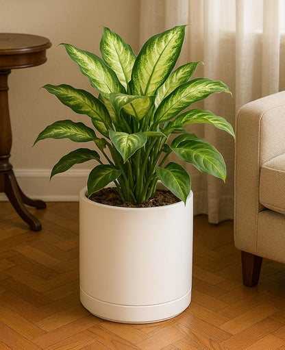 D'vine Dev 10 Inch Ceramic Planter Pot with Drainage Hole and Saucer, Indoor Cylinder Round Planter