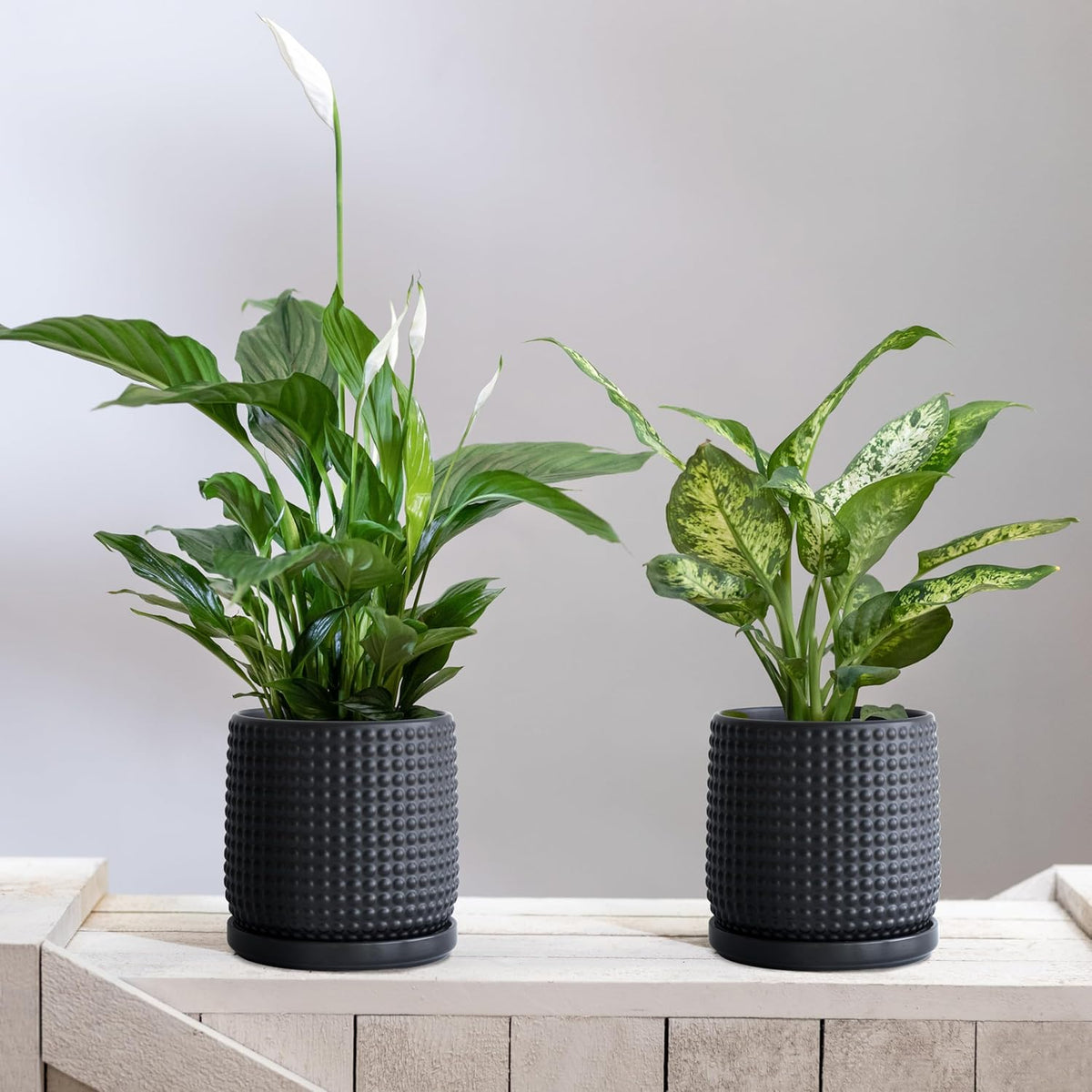 D'vine Dev Set of 2 Ceramic Plants Pots, 6 Inch Beaded Stoneware Flower Pot for Plants with