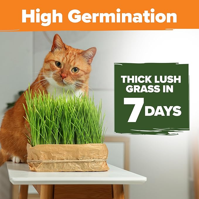 HOME GROWN 𝗨𝗦𝗔 𝗣𝗥𝗘𝗠𝗜𝗨𝗠 1 Pound Cat Grass Seeds for Cat & Kittens Oat & Barley Mix 100%