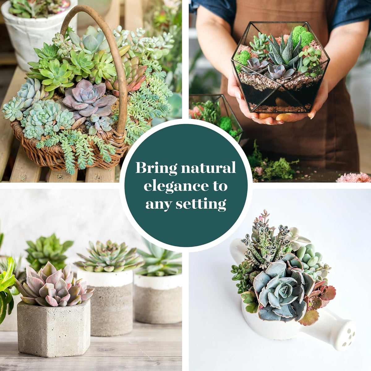 Shop Succulents Pastel Succulent Plant Pack Collection - Live Mini Succulent Plants, Low