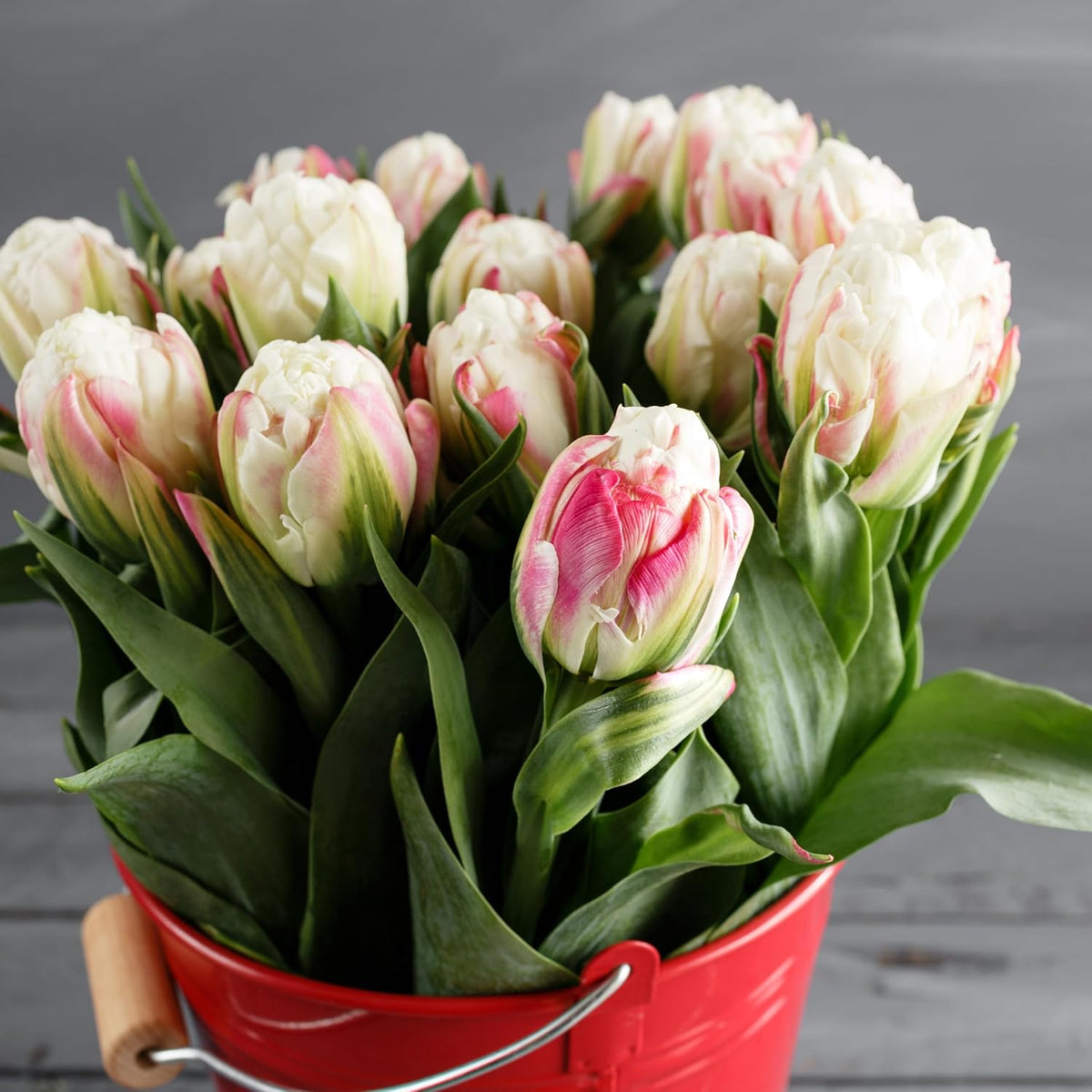 Ice Cream Double Tulip Bulbs – 3 Premium Peony-Style Blooms | White Cream Petals with Pink-Red Base